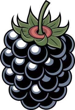 A Simple Stylized Illustration of a Ripe Blackberry Fruit Showing its Distinctive Aggregate Drupe Structure and Leafy Calyx