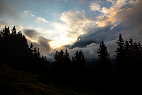 View of a dramatic sunrise illuminating clouds, with the silhouette of pine trees in the foreground creating a shadowy contrast, Grindelwald, Canton of Bern, Switzerland.