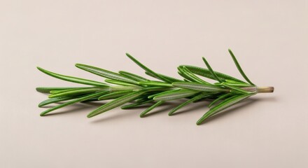 Fototapeta premium A fresh green sprig of aromatic rosemary herb isolated on a neutral background, perfect for culinary and cooking concepts