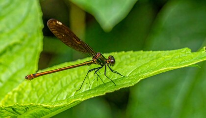 A striking dragonfly rests gracefully on a vibrant green leaf, showcasing intricate details and rich colors.