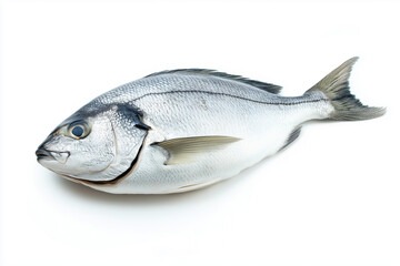 Flawless fresh raw dorado fish on white background isolated