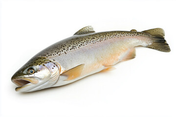 Flawless raw fresh trout fish on_white background isolated, generated AI