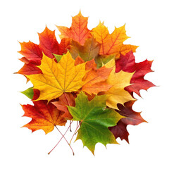 Obraz premium Autumn maple leaves isolated on transparent background