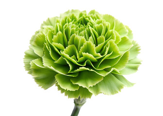 green carnation flower png image on transparent background