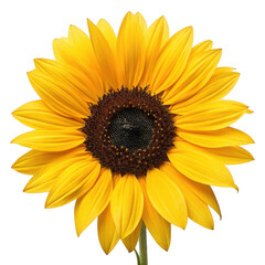 Fototapeta premium Yellow sunflower isolated on transparent background