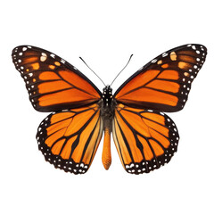 Monarch butterfly wing detail isolated on transparent background