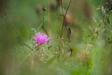Fototapeta premium Wild knapweed blooming in a meadow covered in morning dew close-up