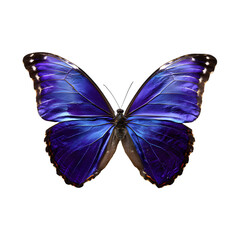 Obraz premium Stunning blue butterfly against black background