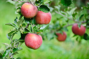 Red apples grow on tree in the orchard
