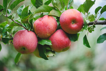 Red apples grow on tree in the orchard