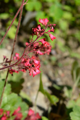 Coral Bells flowers - Latin name - Heuchera sanguinea Splendens