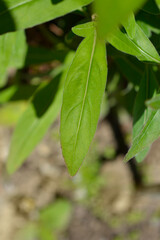 Yellow sun drops leaves - Latin name - Oenothera tetragona