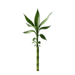 Fototapeta premium Elegant green lucky bamboo plant against a deep transparent background for minimalist design