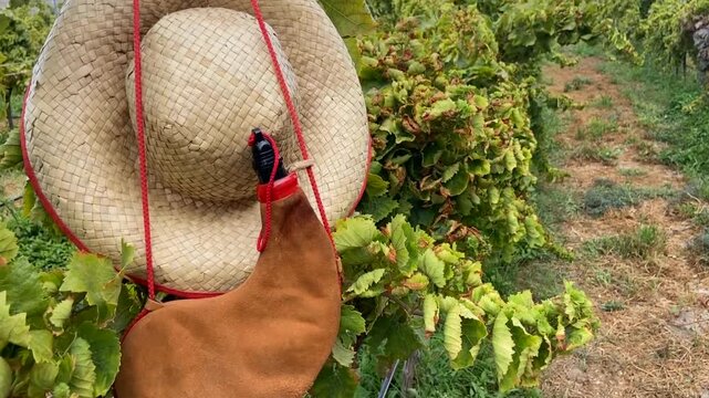 Leather handmade bota wineskin and straw hat on autumn vineyard background in Tenerife, Canary Islands,Spain.Wine harvest season concept,4K.