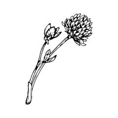 Hand drawn vector illustration of red clover with blooming flower head and side buds, depicted with stem and leaves in fine linework, ideal for herbal packaging, natural medicine labels and eco prints © FlorainloveArt