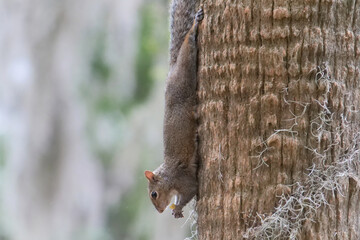 Close-up photo of an Eastern Gray Squirrel climbing down a tree while holding a nut in Savannah, Georgia, USA