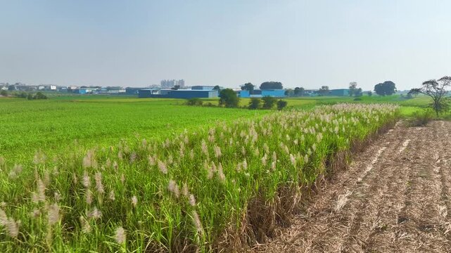 jowar farming in maharashtra
