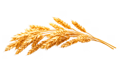 Golden wheat bundle displays ripe grains against background on transparent background