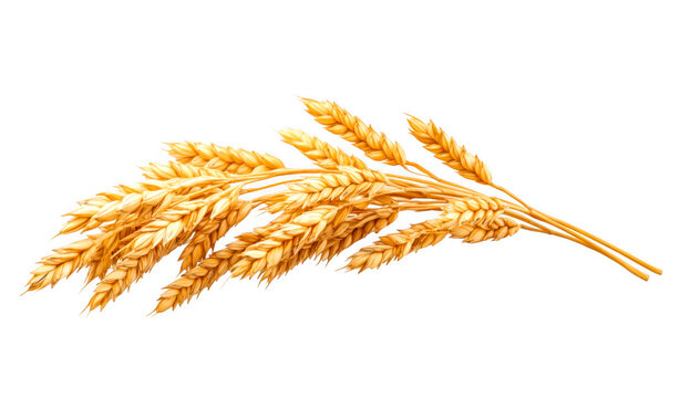 Golden wheat bundle displays ripe grains against background on transparent background
