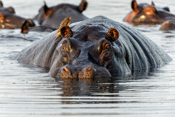 Hippopotamus in the Okavanga Delta in Botswana. An aggressive hippo bull shows dominant behaviour