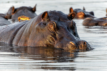 Hippopotamus in the Okavanga Delta in Botswana. An aggressive hippo bull shows dominant behaviour