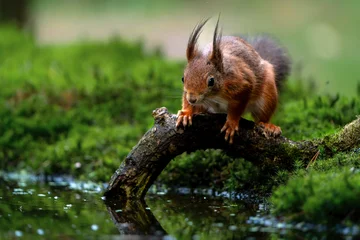 Fototapeten Eichhörnchen Eurasian red squirrel (Sciurus vulgaris) searching for food in the forest in the Netherlands.    © henk bogaard