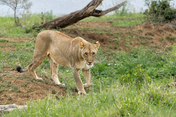 Lion in a game reserve in South Africa. Two lionesses had a prey and their bellies were completely full.