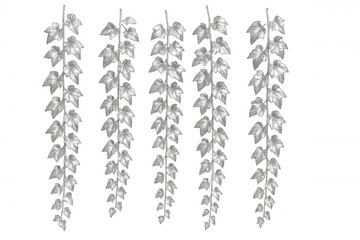 Pencil drawing of hanging ivy branches on transparent background, ideal for nature-themed designs and projects