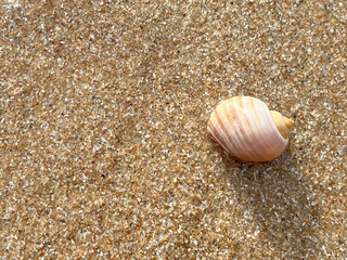 shells on the beach