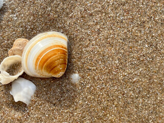 seashell on the beach
