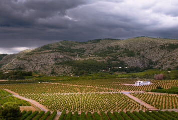 Fototapeta premium Dramatic rural landscape with orange groves and a stormy sky in Castellón, Spain