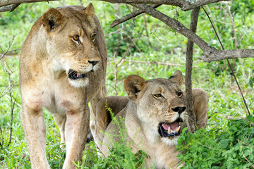 Lion in a game reserve in South Africa. Two lionesses had a prey and their bellies were completely full.