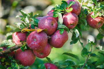 Apple picking in the orchard