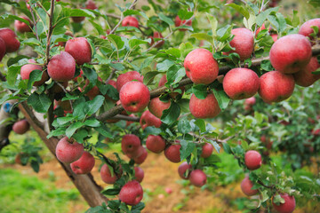 Red apples grow on tree in the orchard