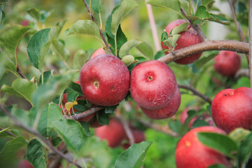 Red apples grow on tree in the orchard