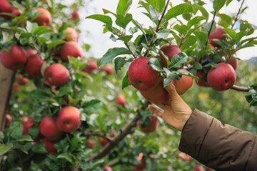 Apple picking in the orchard