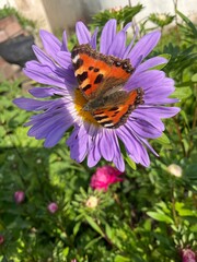 A butterfly on a flower. The urticaria butterfly sits on a flower and eats nectar