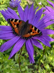 A butterfly on a flower. The urticaria butterfly sits on a flower and eats nectar