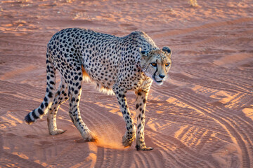 Close up of a cheetah in the Kalahari desert, Namibia, Africa