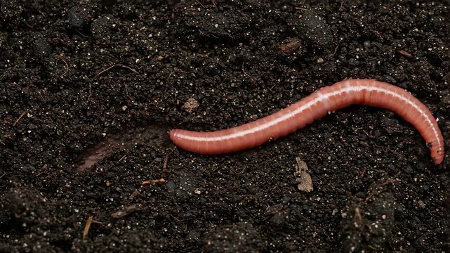 Red earthworm crawling on rich dark soil in garden bed  