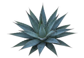 Agave plant blue green succulent desert flora botanical