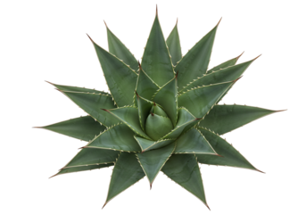 Agave plant overhead view succulent green spiky leaves isolated transparent background