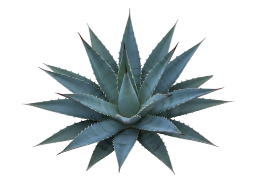 Agave plant blue green succulent desert flora botanical