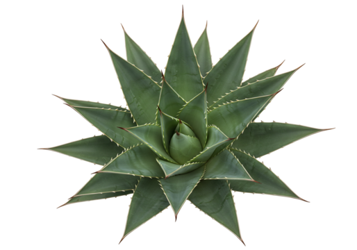 Agave plant overhead view succulent green spiky leaves isolated transparent background - Powered by Adobe