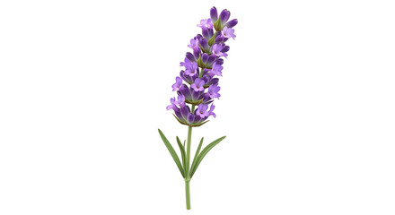 Obraz premium A single vibrant purple lavender flower stalk with green leaves isolated on a clean white background