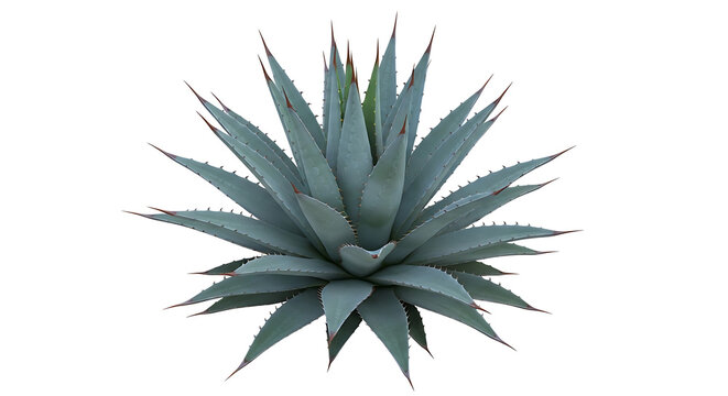 A detailed close up shot of a vibrant blue agave plant with sharp pointed leaves isolated on a white background