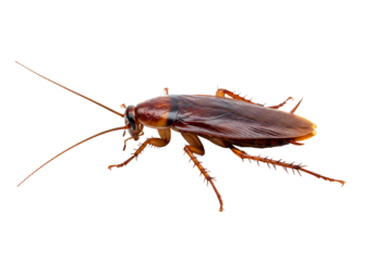 American cockroach insect detailed studio shot transparent background