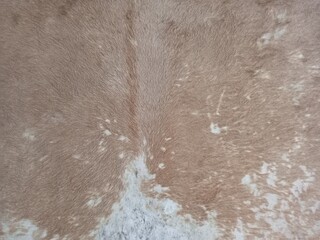 Natural Brown and White Cowhide Fur Texture