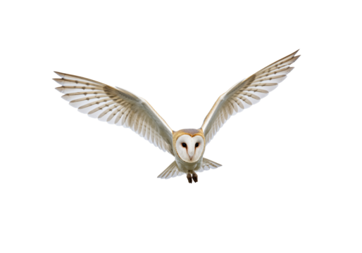 Barn owl in flight wings spread wide isolated on transparent background