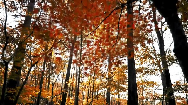 Glimpse upwards through tall, slender trees with fiery orange and brown autumn leaves
